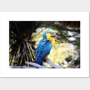 Blue And Gold Macaw Posters and Art